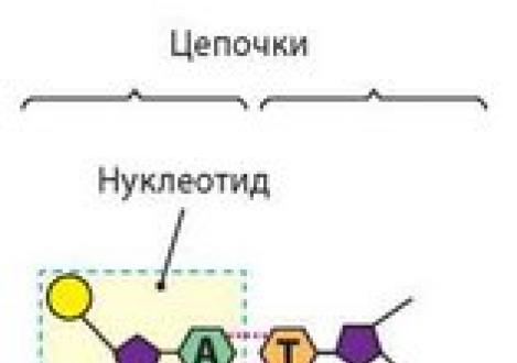 §6. Нуклеиновые кислоты. АТФ. Строение и функции нуклеиновых кислот атф Атф мономер нуклеиновых кислот